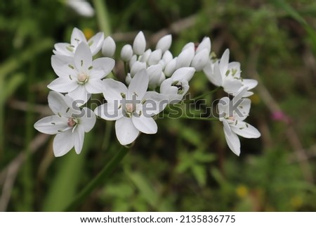 Allium trifoliatum white flowers closeup