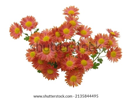 Flowers isolated on a white background 