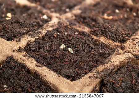 Cheery tomato seeds in plant starter pot tray with soil, close up. Dwarf bush tomato seeds "red robin" for small container garden. Early spring planting in greenhouse or window sill. Selective focus. Royalty-Free Stock Photo #2135847067