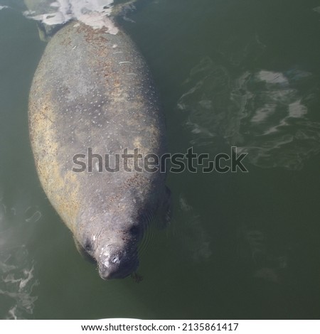 Baby manatee in the water of the Florida Keys, close to Key Largo