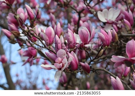 Magnolia Jane Spring Pink blossom