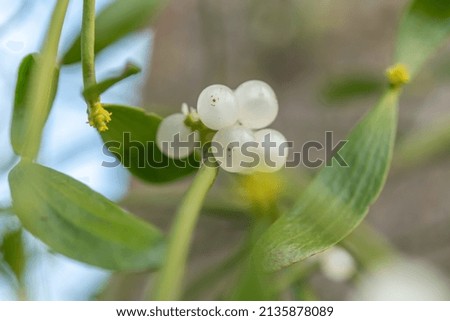 Mistletoe fruit (Viscum album) in marsh, parasitic plant attached to a tree.