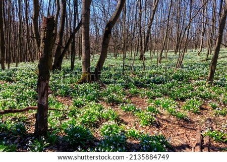 White snowdrop flowers (Galanthus nivalis) in a spring forest