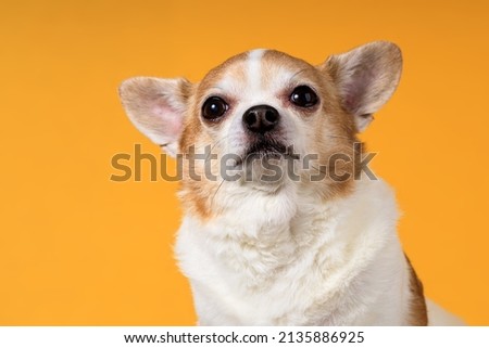 funny chihuahua close-up on a yellow background. High quality photo