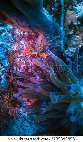 spider crab symbiosis in an anemone in cozumel , mexico