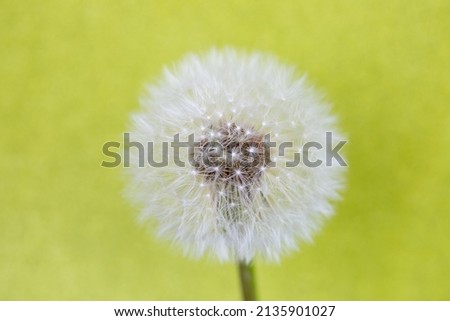 Closed Bud of a dandelion. Dandelion white flower against green background