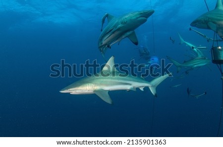 Picture shows a Black Tip Shark at Aliwal Shoal, South Africa