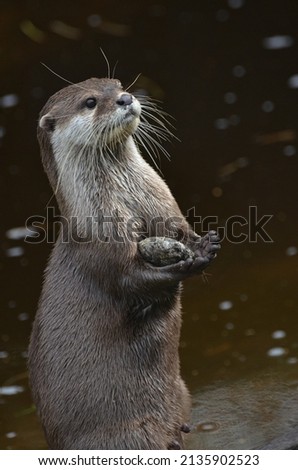 Asian small-clawed otter playing with stone
