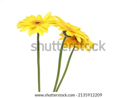 yellow transvaal daisies in a white background.