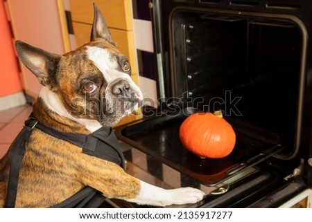 Funny small Boston Terrier cooking pumpkin in the oven. Humorous photography,  dogs acting like humans .