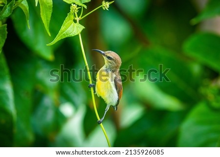 Hummingbirds, Short-Tailed Sylphs on the brunch close up, Ecuador