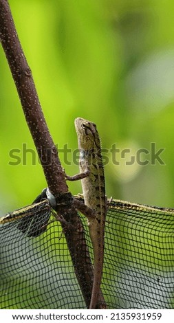 baby dragon climb the tree with green background