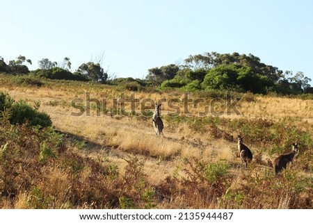 Australian kangaroos in the Wild