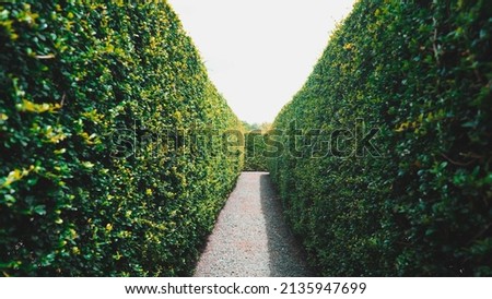 Infinite plant maze labyrinth landscape