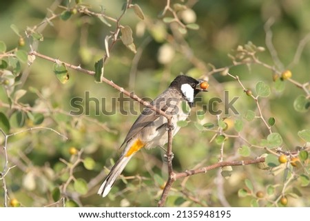 view of white cheeked bulbul perched on a tree branch Royalty-Free Stock Photo #2135948195