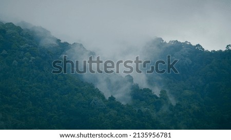 mountain covered by morning mist. beautiful misty scenery.