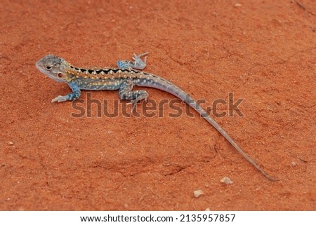 Australian Painted Dragon resting on red earth