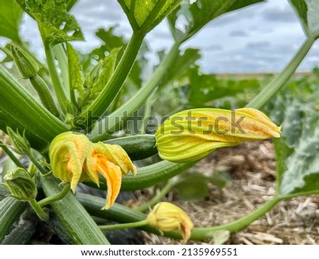 Zucchini flowers on zucchini plants