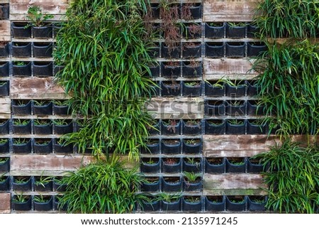 close-up outdoor pots with plants, grass on the wall