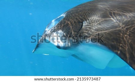 Close up of Manta ray in blue water of the ocean with sun rays above, Andaman sea, south of Thailand, copy space.