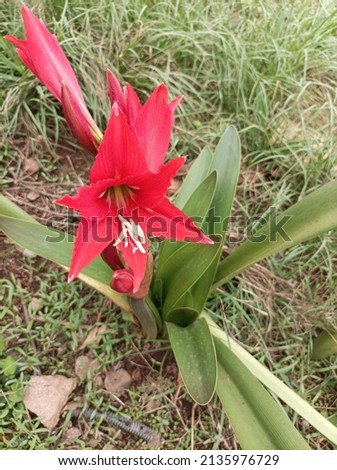 tulip of bright red color, it presents a long and voluminous petiole, it is a flower of the rainy season.