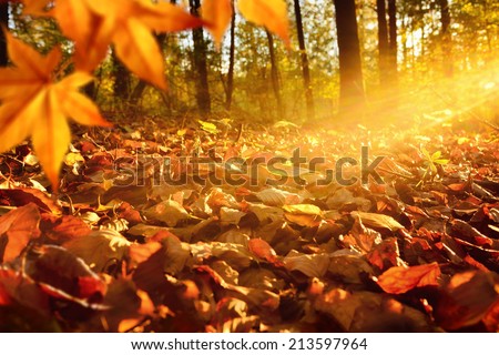 Intense, warm sunrays illuminate the dry, gold beech leaves covering the forest ground Royalty-Free Stock Photo #213597964