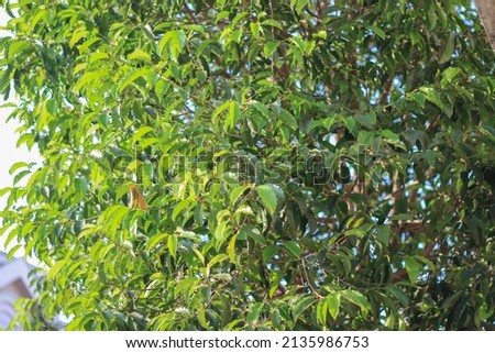 The background image of the natural green foliage of a tree is photographed close up in the morning