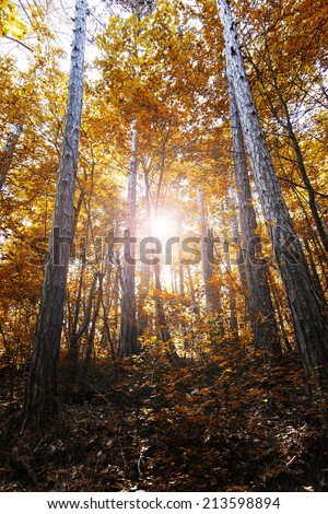 sun rays in forest autumn time,abstract colorful background