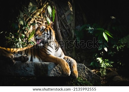 Strip yellow and black tiger laying down on stone looking back with tounge out of mouth with forest background and space.