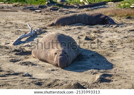 Sea elephant lies on a California beach. Wildlife photography.