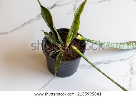 Sanseveria snake rotten plant in a pot Royalty-Free Stock Photo #2135995841