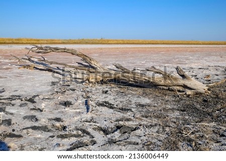 Ukraine. Dried salty Azov estuary.