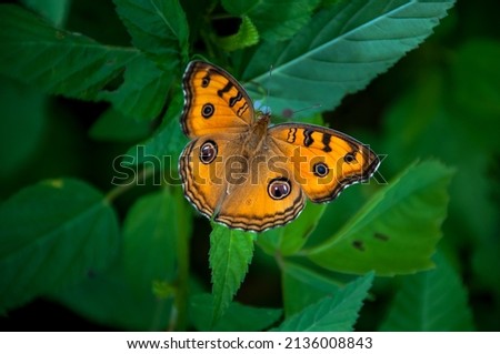 Beautiful Garden Butterfly in Asia