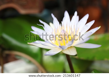 beautiful White lotus in nature