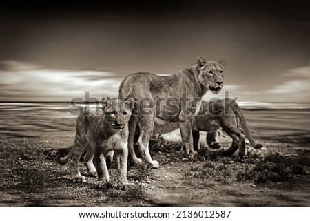 black and white picture of lion family
