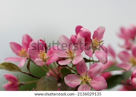 the cherry blossoms are in full bloom on a blurry green background for banner with copy space for text