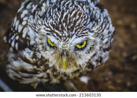 cute little owl, gray and yellow beak and white feathers