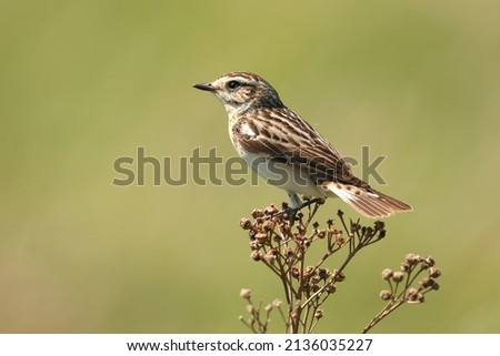 The whinchat (Saxicola rubetra) is a small migratory passerine bird breeding in Europe and western Asia, family Muscicapidae, Passeriformes.