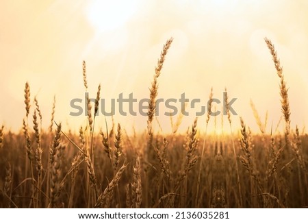 backdrop of ripening ears of yellow wheat field on the sunset cloudy orange sky background. Copy space of the setting sun rays on horizon in rural meadow. Close up nature photo. Idea of a rich harvest