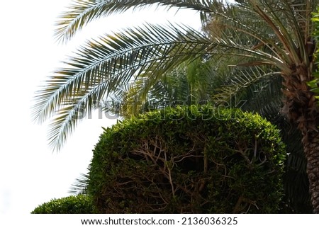Green juicy foliage of a shrub against the background of blurred branches of a palm tree.