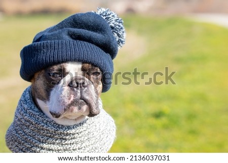 Funny Boston Terrier in a blue hat with a pompom and scarf  in the  park