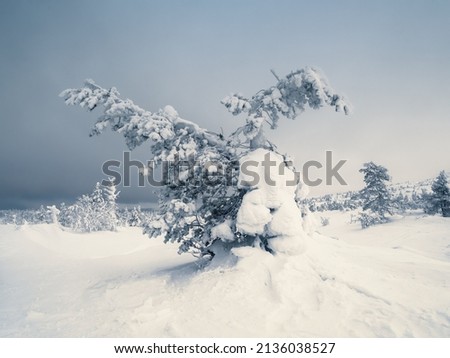 Magical bizarre silhouettes of trees are plastered with snow at night. Arctic harsh nature. A mystical fairy tale of the winter misty forest. Snow covered Christmas fir trees on mountainside.