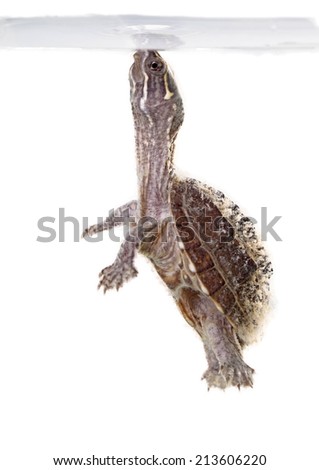 musk turtle isolated on white background
