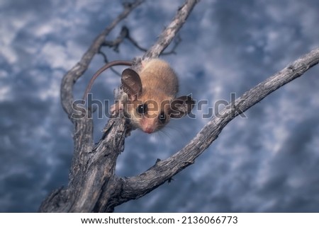 Wild western pygmy possum (Cercartetus concinnus) on tree branch with clouds in background 
