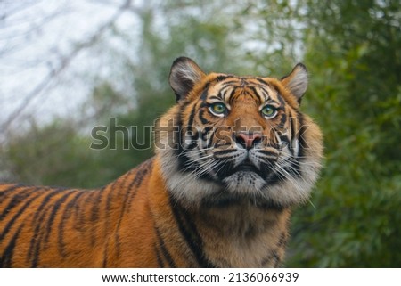 Close-up of a young wild beautiful tiger