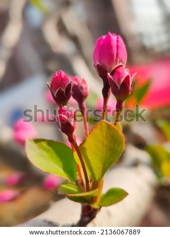 pink flower bud on the branches with green leaves in spring day