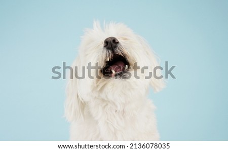 Portrait maltese puppy dog with open mouth. Isolated on blue colored background Royalty-Free Stock Photo #2136078035