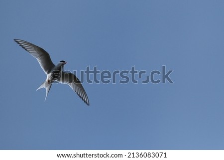 Beautiful flying tern in Iceland