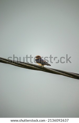 Sriti bird standing on power line.