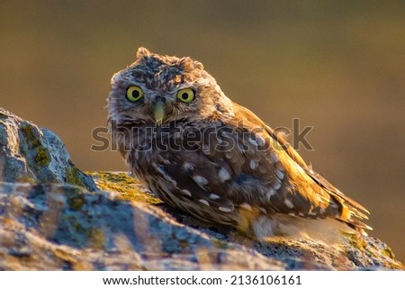 Owl in the natural habitat (Athene noctua)
